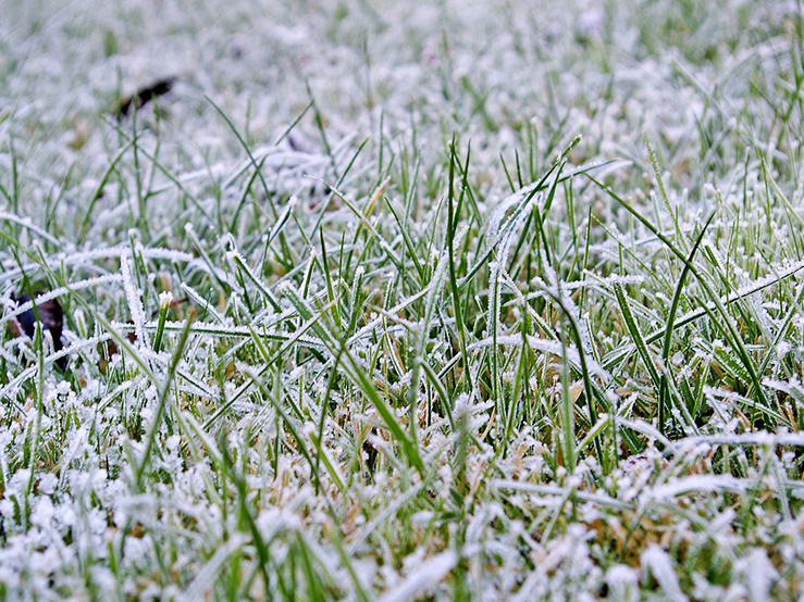 neige sur pelouse